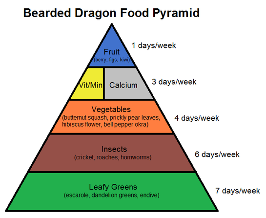Bearded Dragon Weekly Feeding Chart