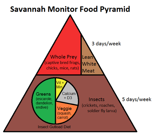Savannah Monitor Food Pyramid
