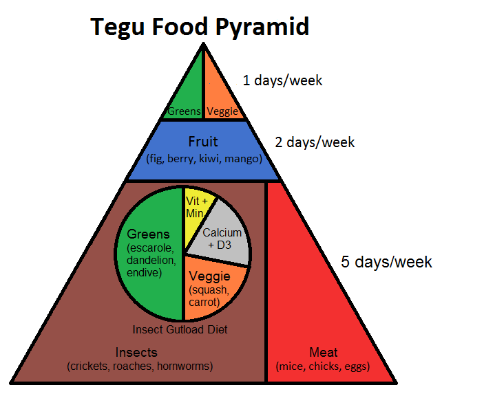 Tegu Food Pyramid