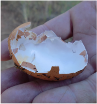 Broken Egg Calcium