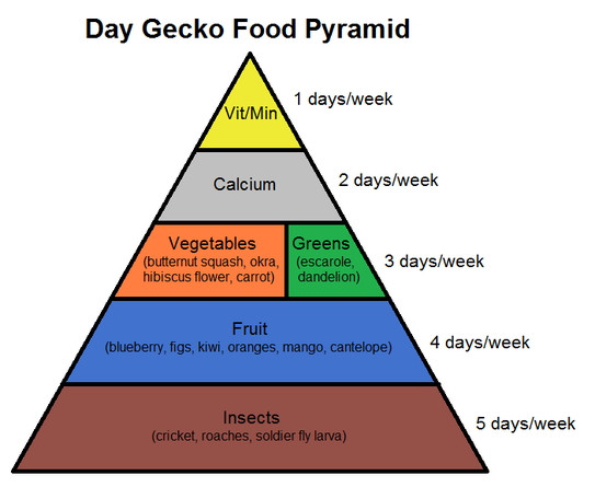Day Gecko Food Pyramid