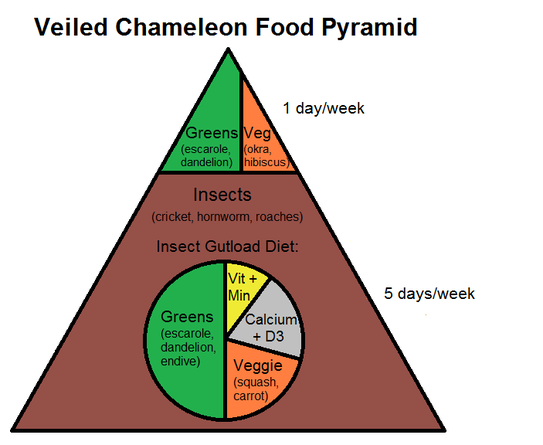 Veiled Chameleon Food Pyramid