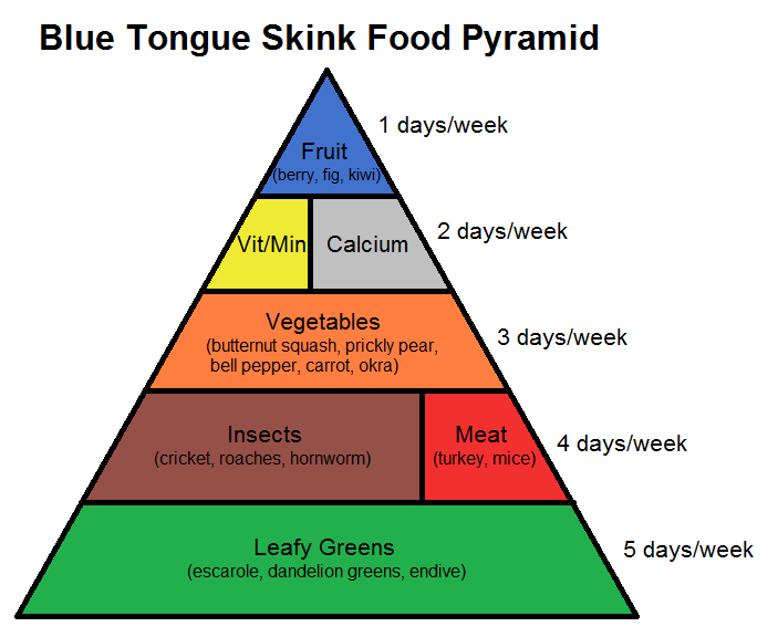 Blue Tongue Skink Food Pyramid