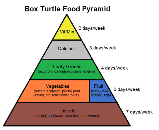 Box Turtle Food Pyramid