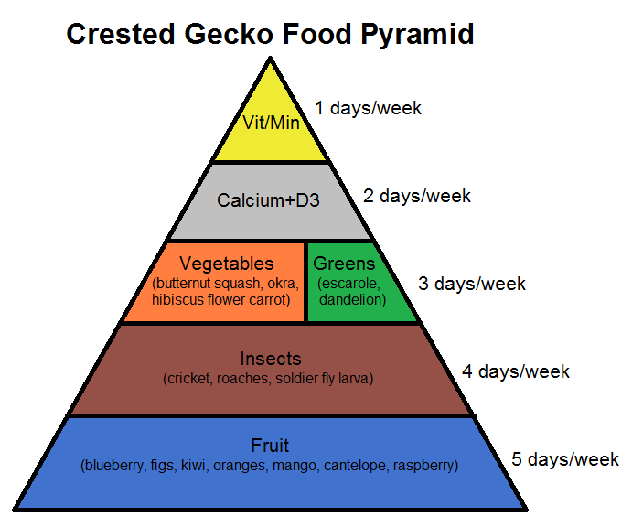 Crested Gecko Food Pyramid