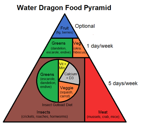 Water Dragon Food Pyramid