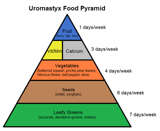 Uromastyx Food Pyramid