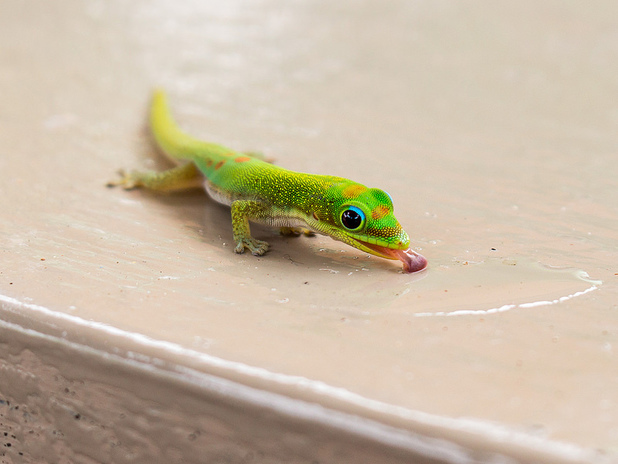 Day Gecko Drinking Water