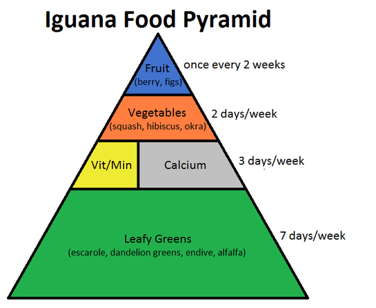 Iguana Food Pyramid