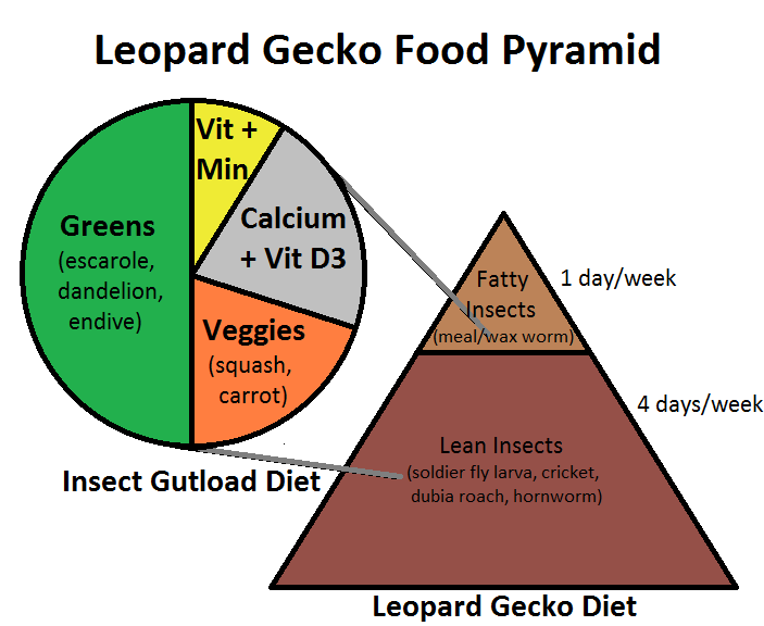 Leopard Gecko Food Pyramid